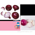 Fresh market prices red onion for importers